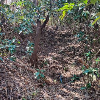 これも穴を写しているんですけどね。よく分からんですね。

そして、この畠山周辺の高射砲陣地の穴には、何故かペットボトルとかのゴミが多いと言う。

…ゴミ箱じゃねぇんだよ😮‍💨