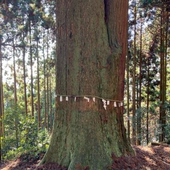 大樹には何かしらパワーを感じる。