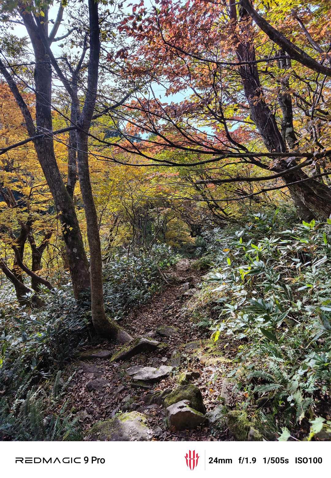 広域林道登山口-保月山-釈氏ヶ岳-中岳 往復コースの写真