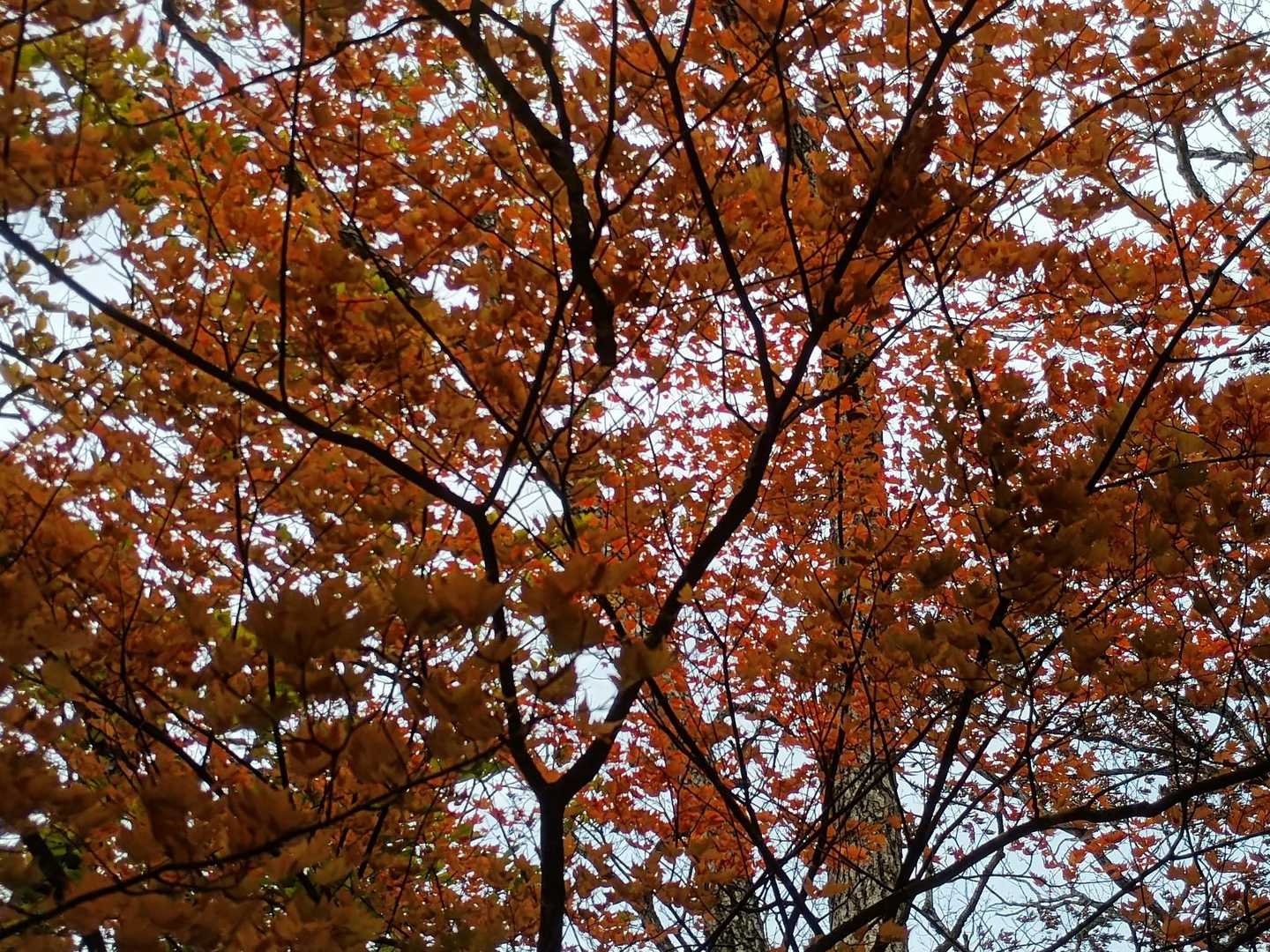 これもなかなか✨🍁