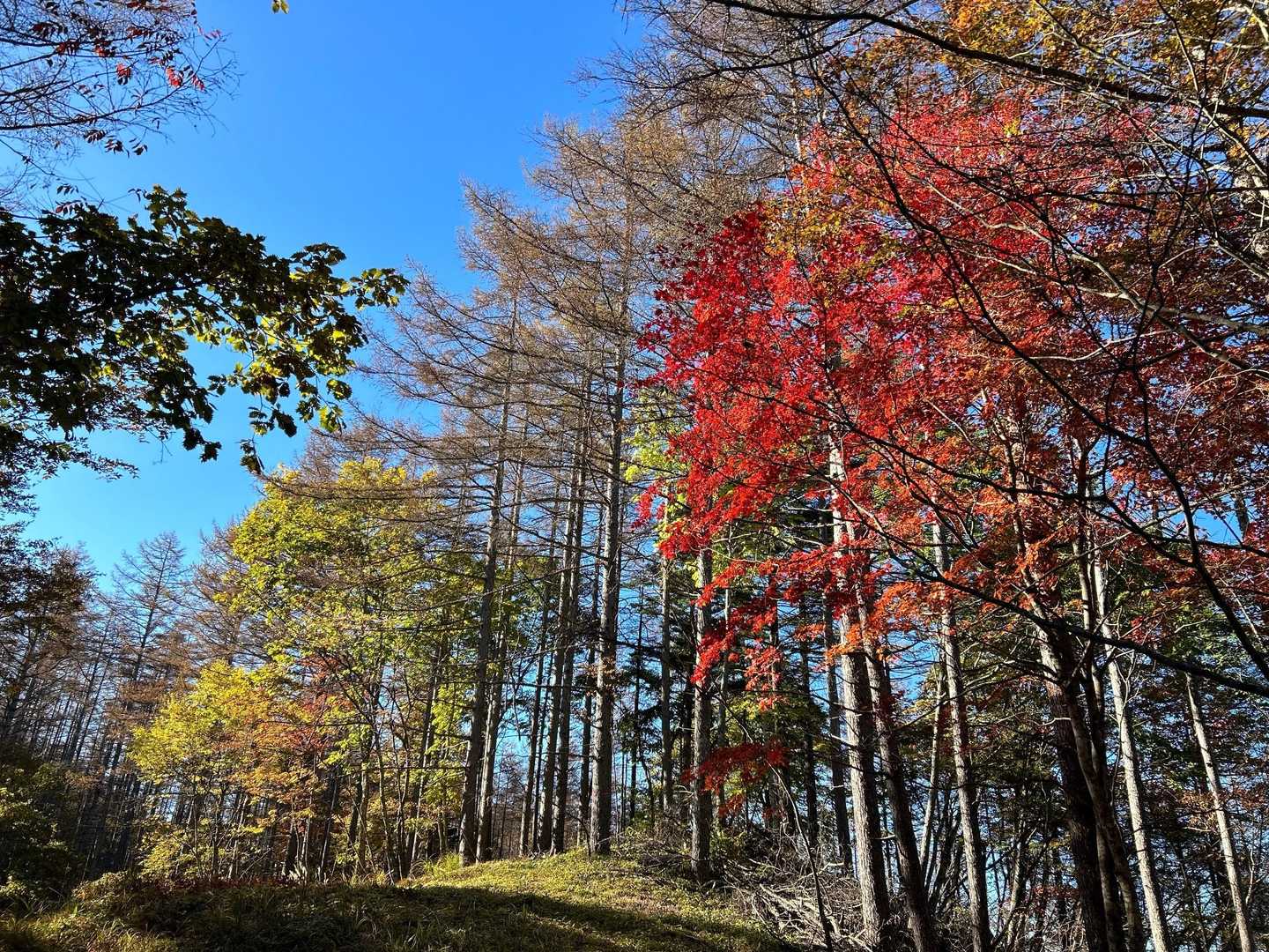 紅葉しています