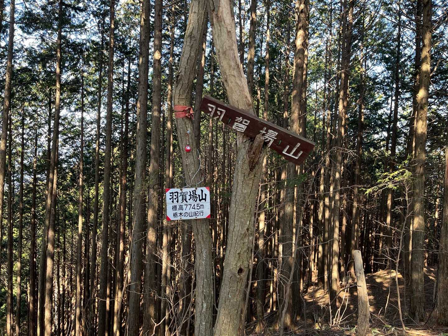羽賀場山山頂に到着