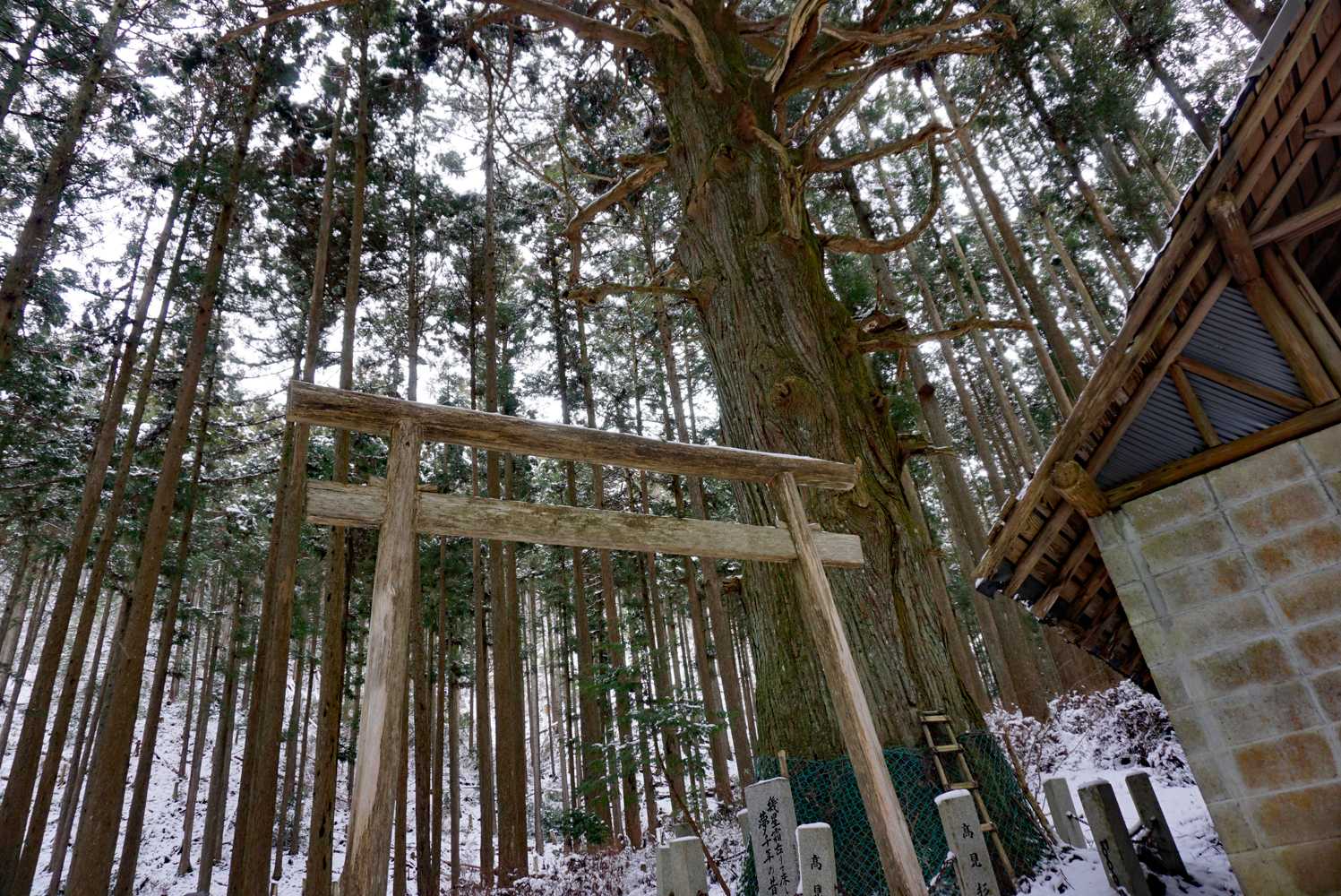 樹齢700年だったかな？