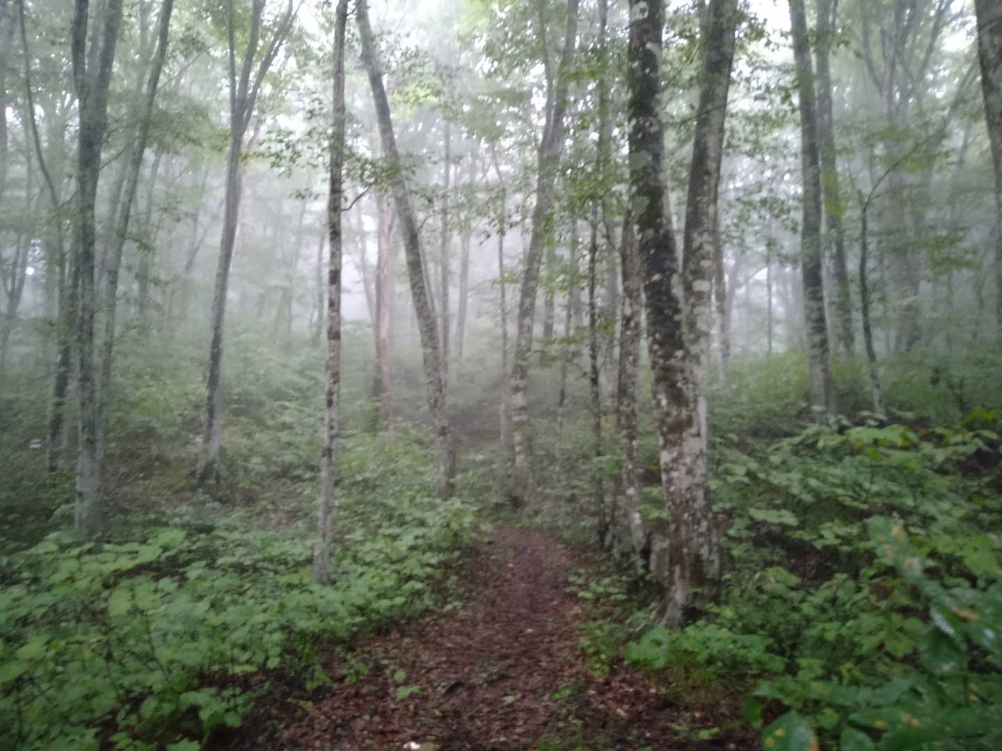 いい感じのブナ林
雨が似合いますね