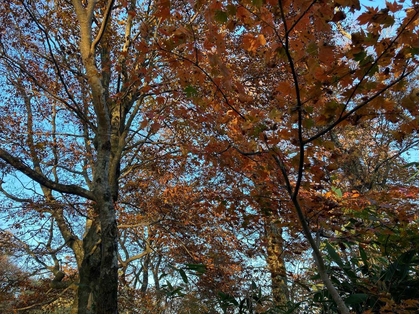 鏡ケ成キャンプ場登山口-烏ヶ山-新小屋峠 周回コースの写真