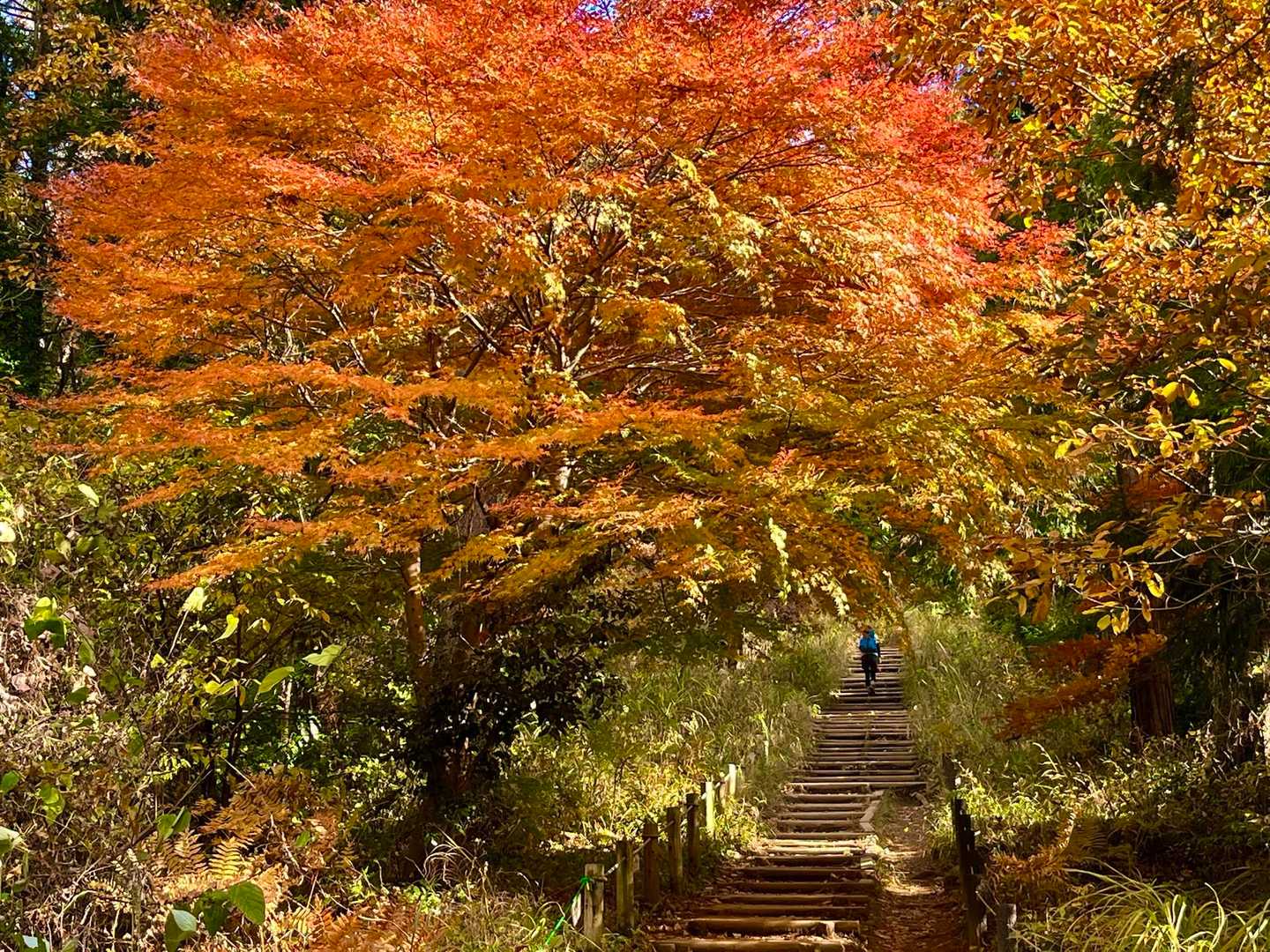 今日一番の紅葉ポイント