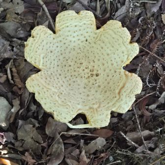 キノコ、上から見たら花みたい笑