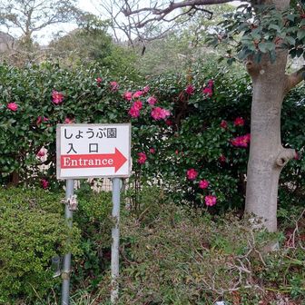 しょうぶ園駐車場スタート
ここのツバキも満開?