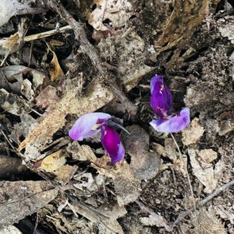 花びらが落ちてる。見上げても見つからない。