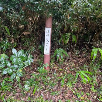 山頂はこの辺りなんですが
ハッキリわかるもの何もなくて
とりあえず

つつじ山
山頂標識置いて下さい🙏
