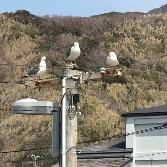かもめが至る所に　みんな仲良し　かわいいね😍🩷