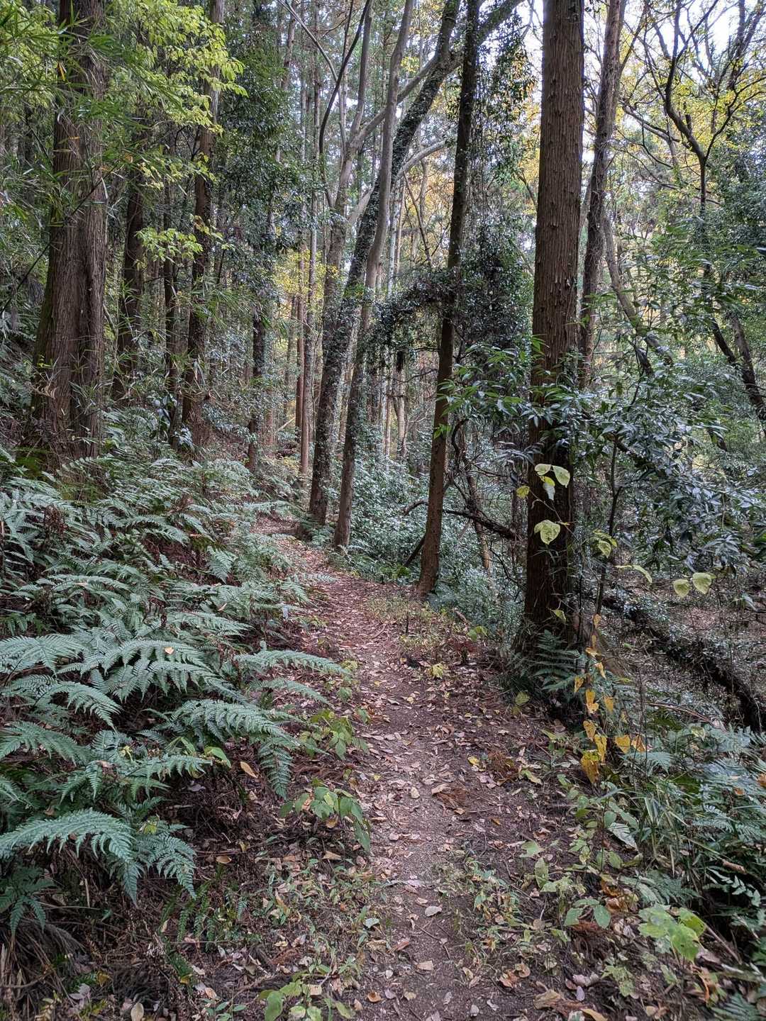 ポイント-唐沢山 往復コースの写真