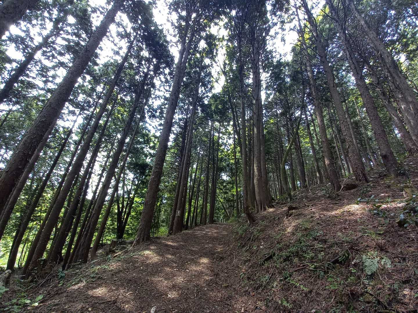 眺望山東口-オドリヒバ-眺望山-眺望山西口-眺望山中央口 周回コースの写真