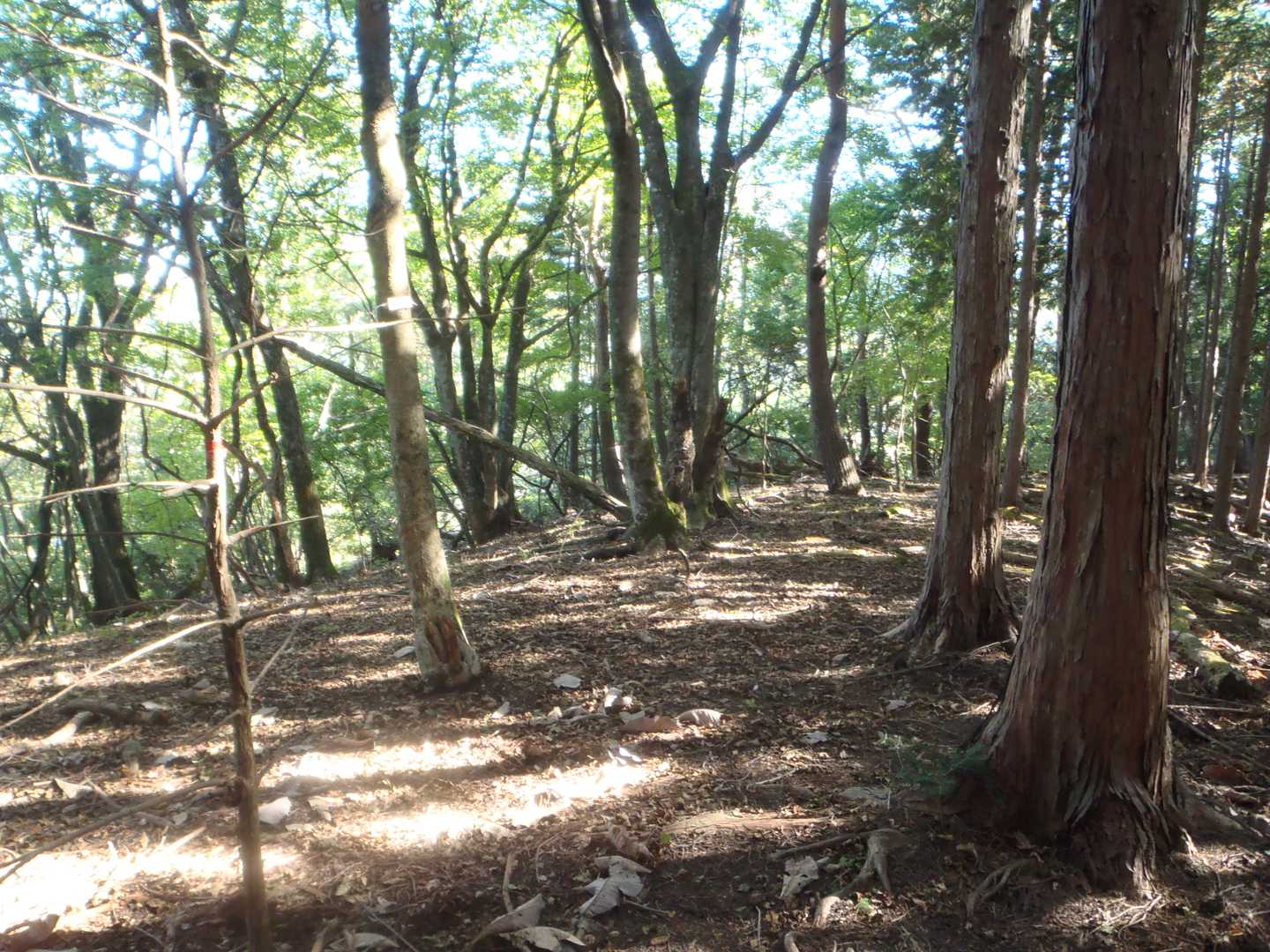 矢花山山頂の様子。この先、行き止まりでしたが、一帯は植林地帯の様子、このまま下りられそうなので、来た道を戻らず地図読みして下山しました。