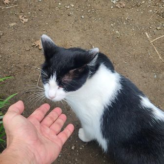 新入り🐱の方が懐っこい