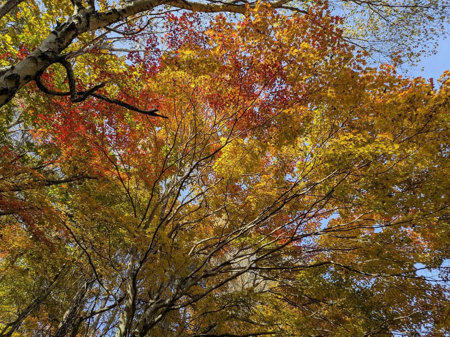 美しい🍁