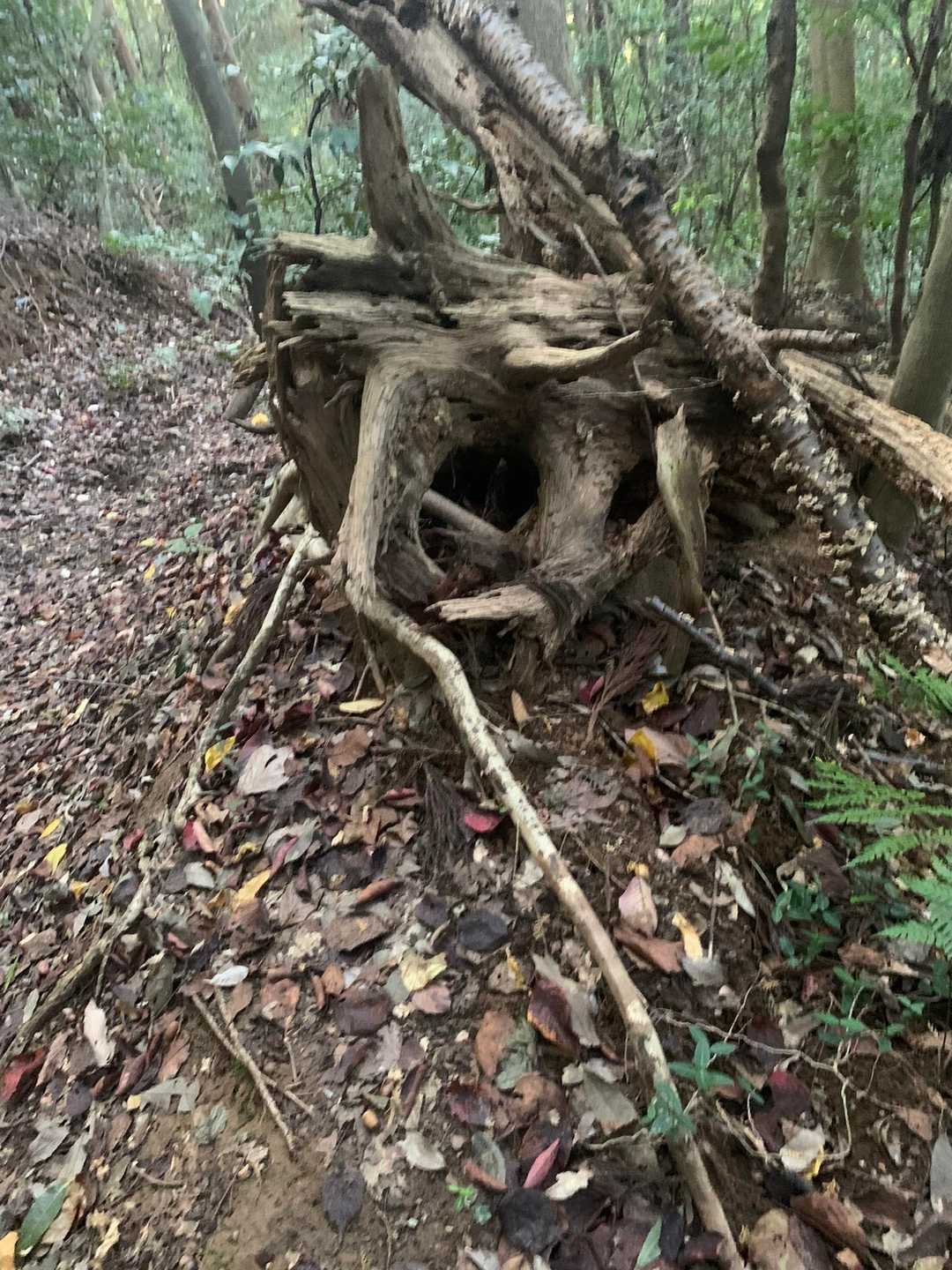 きのこ山 往復コースの写真