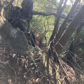 左は崖のトラバース⤵️⤴️
木と岩にしがみつきながら進みます😅
ロープもあるので何とか行けます👍