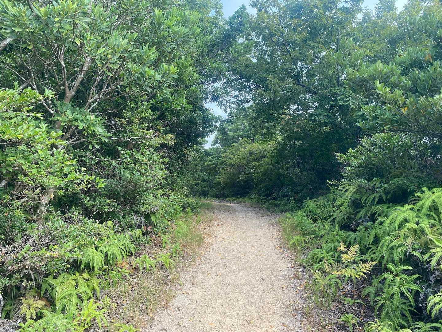 歩きやすい遊歩道です。