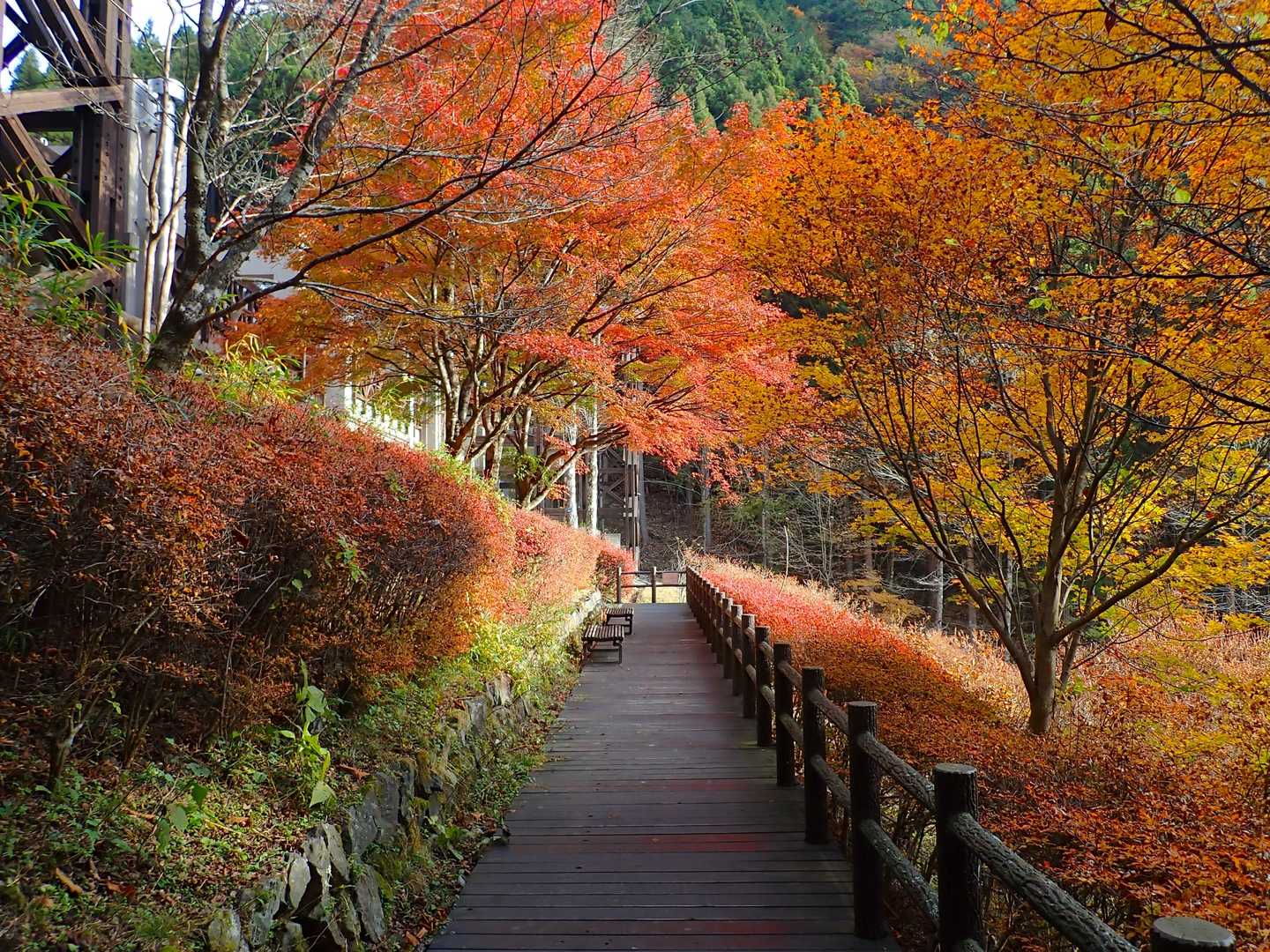 都民の森-鞘口峠-三頭山-ムシカリ峠-三頭大滝 周回コースの写真