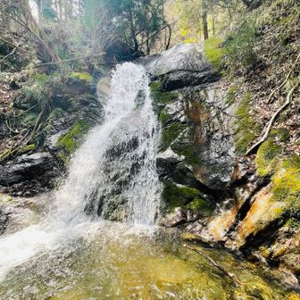 不動の滝。ネコノメソウ少し有りました。