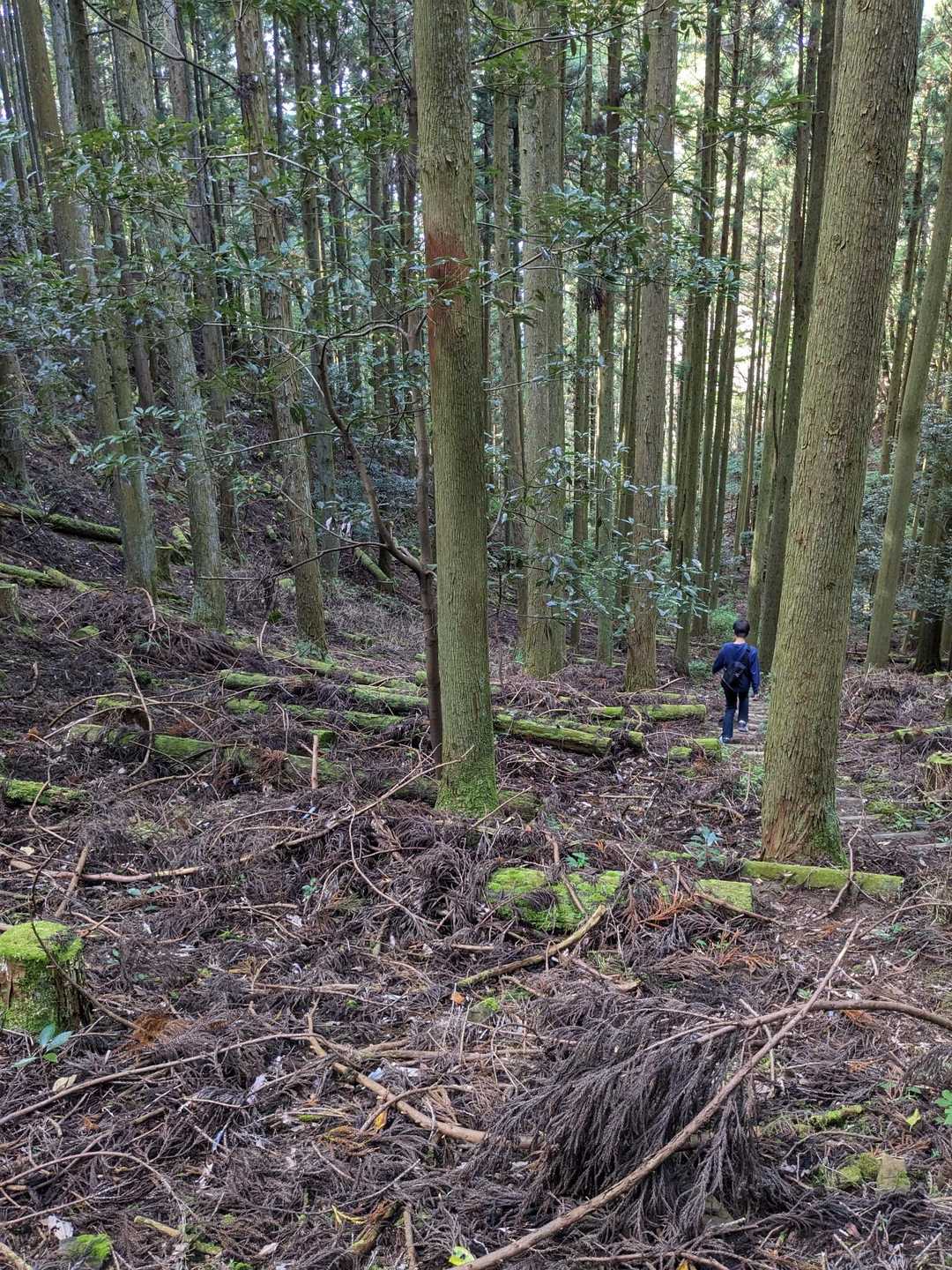 間伐されて横たわる木には苔も生えててなかなか趣ある