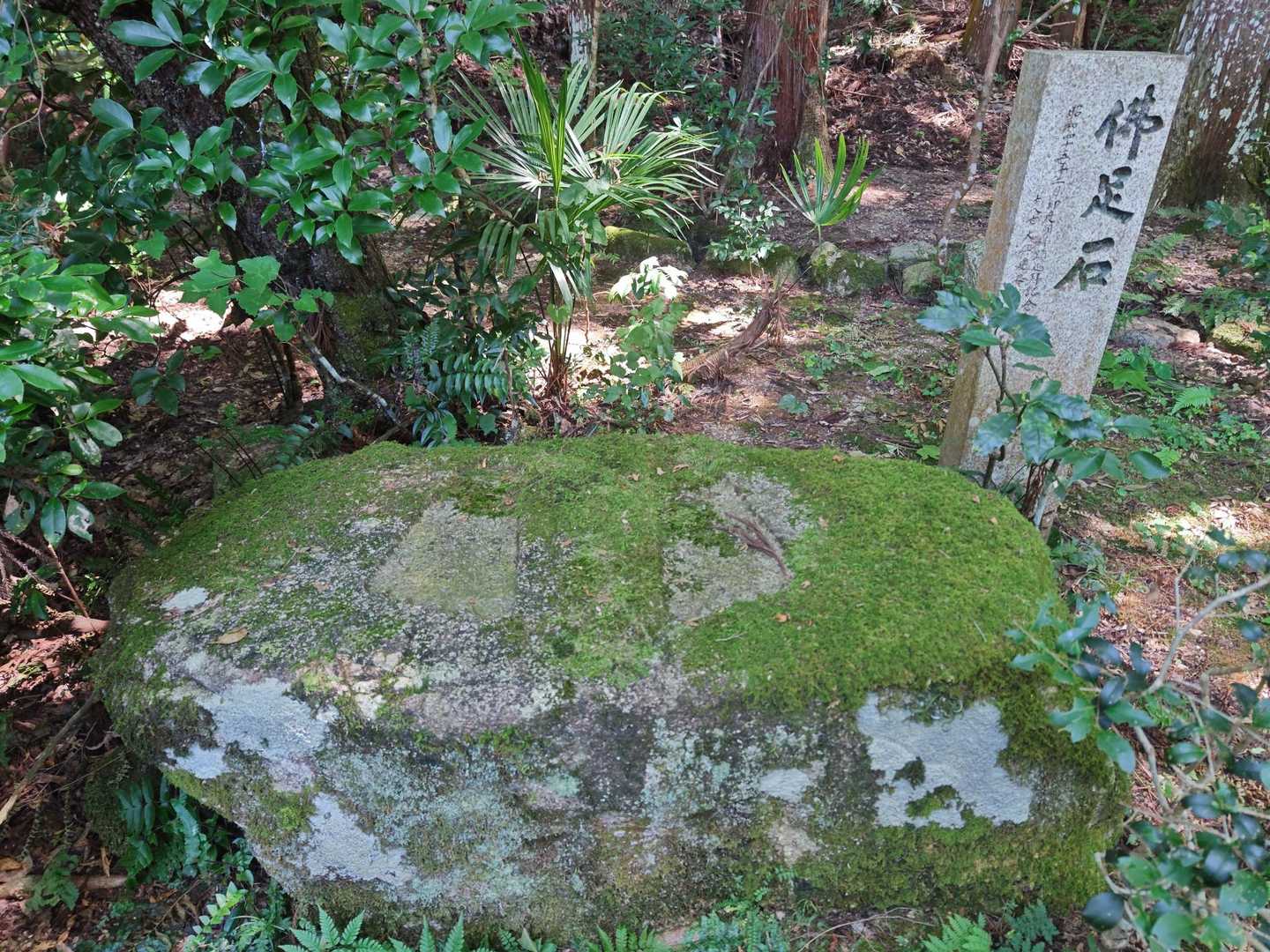 佐和山 往復コースの写真