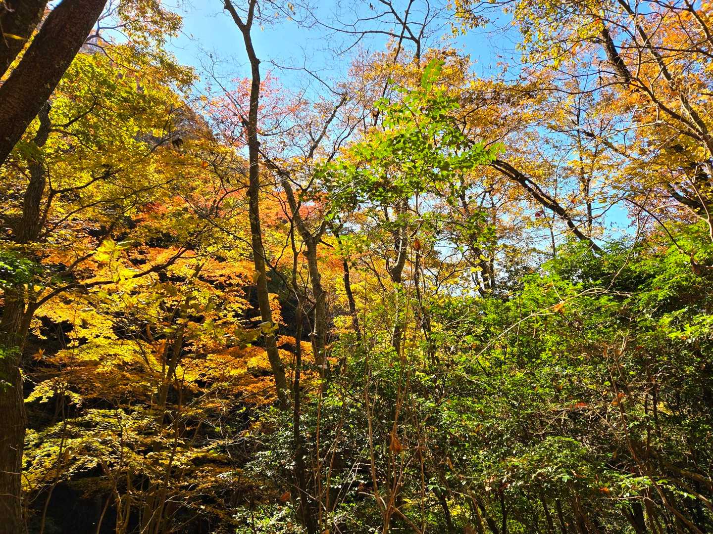 こちらも紅葉🍁が綺麗です！！！
こちらの道は黄色く色づいた葉っぱが多いです🤗✨️