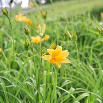 天元台にはニッコウキスゲが咲いている。