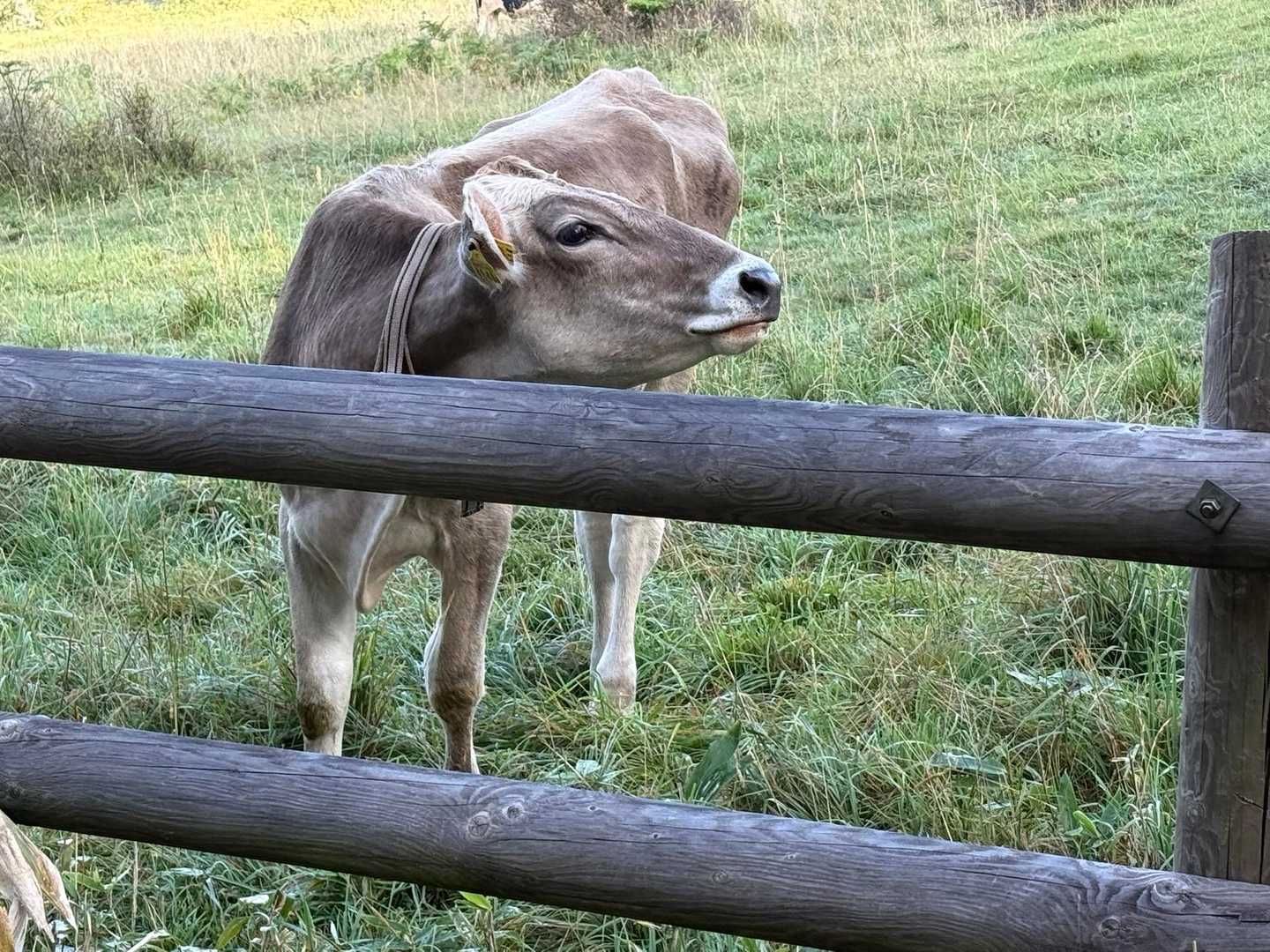 友達は牛が苦手
近くに来ないでーってドキドキ💓してました😂