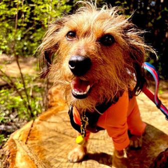 天才登山犬琥鉄と弟子の雪丸