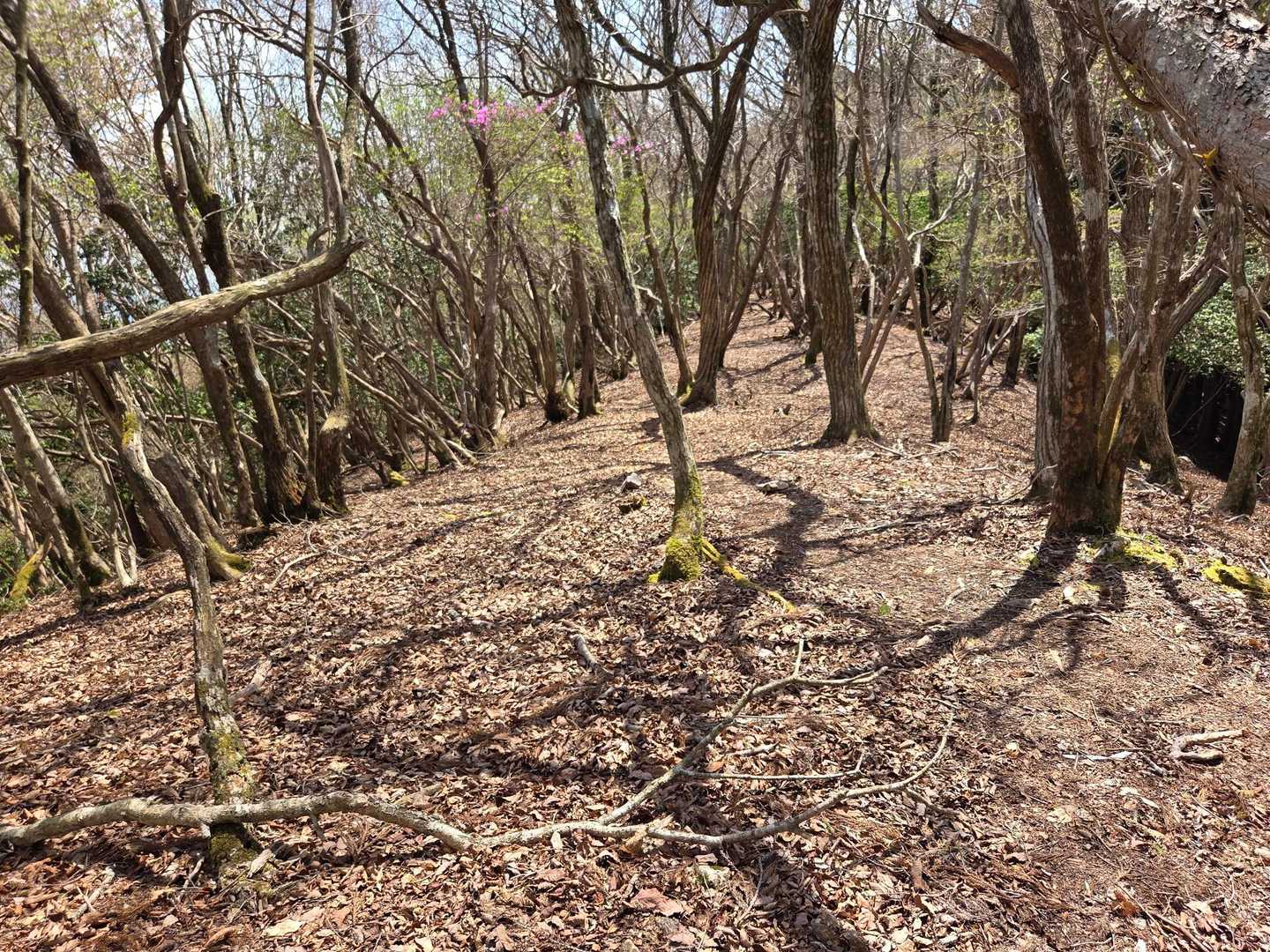 開けた稜線…
気持ち良く歩けました🤗
