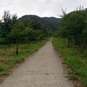 カドハラ桜坂（コンクリートの坂）が地味にきつい
特に下山時は膝にくる