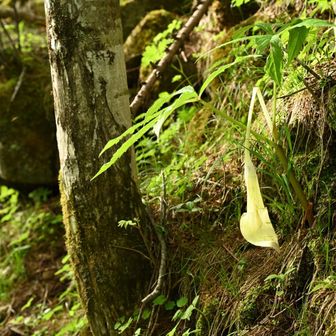 花だ！鳥だ！とはしゃいでいたらずいぶん遅くの下山に。
最後はこんな感じのグッタリ初老ゥズ。
しかーし、天気もまずまず、花も鳥も迎えてくれて、お目当てのツクモも間に合った！
大満喫。
やはり初老ゥズには15km、1,500mがデッドラインだな。
お疲れさまでした。

感謝！