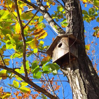 🐦️小鳥さん来ないかなー