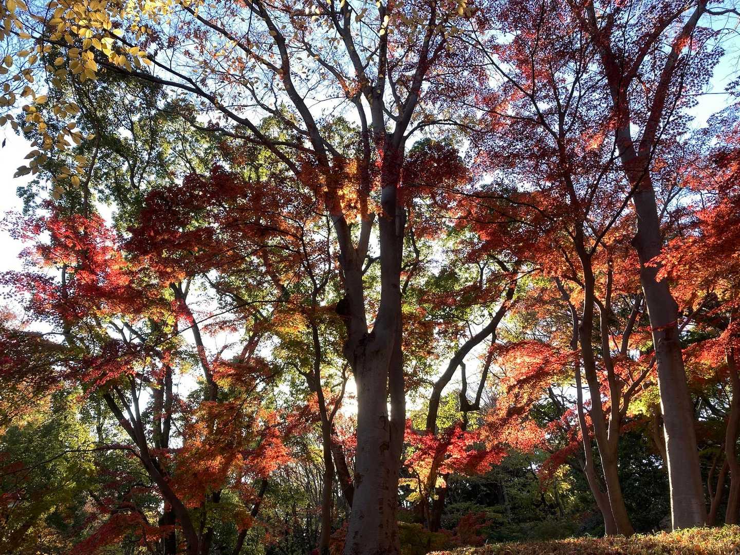 なかなかイイじゃん🍁