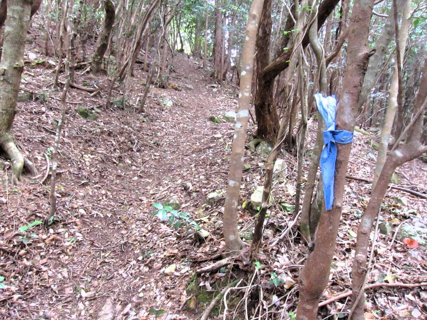 登山口からは樹林帯の中の急登。