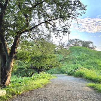 「史跡埼玉村古墳群」標識と
丸墓山古墳南階段99段、標高差17m