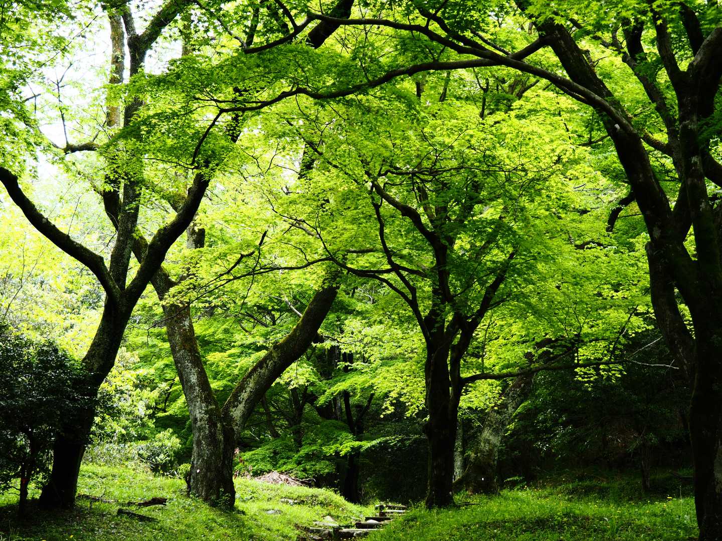 霞間ヶ渓公園-池田山 往復コースの写真