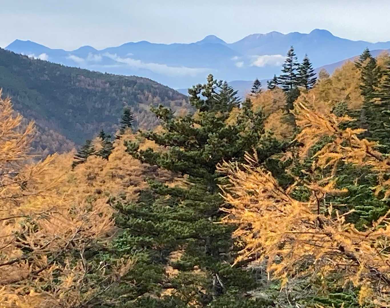 黄葉カラマツの向こうに妙高山、火打山、焼山、高妻山