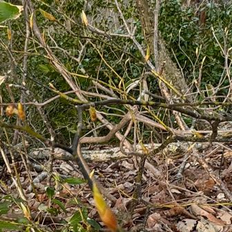 クロモジ(黒文字)の冬芽

めっちゃボヤけてます😆