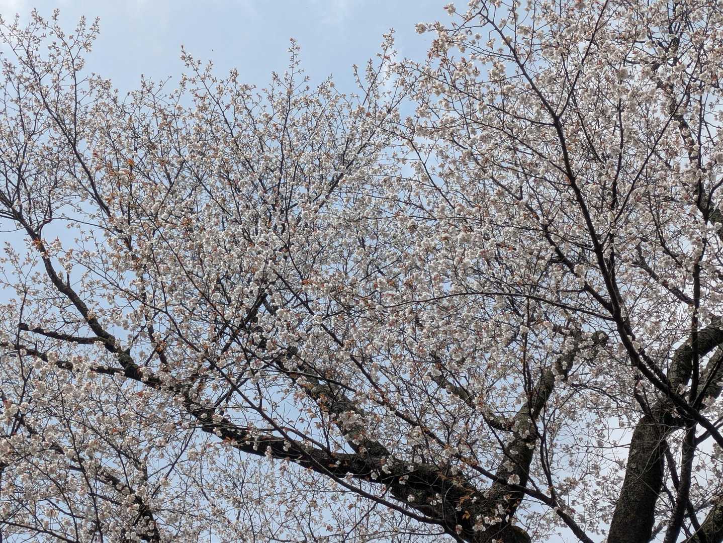 見事に咲いていました