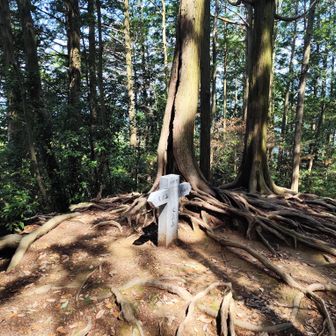 大高山、手前に長い登り坂があった