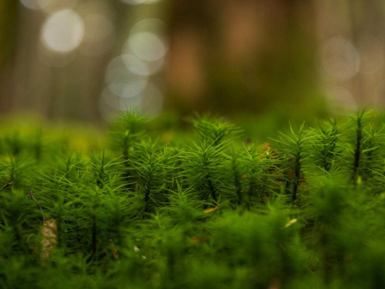 麦草峠-丸山 周回コースの写真