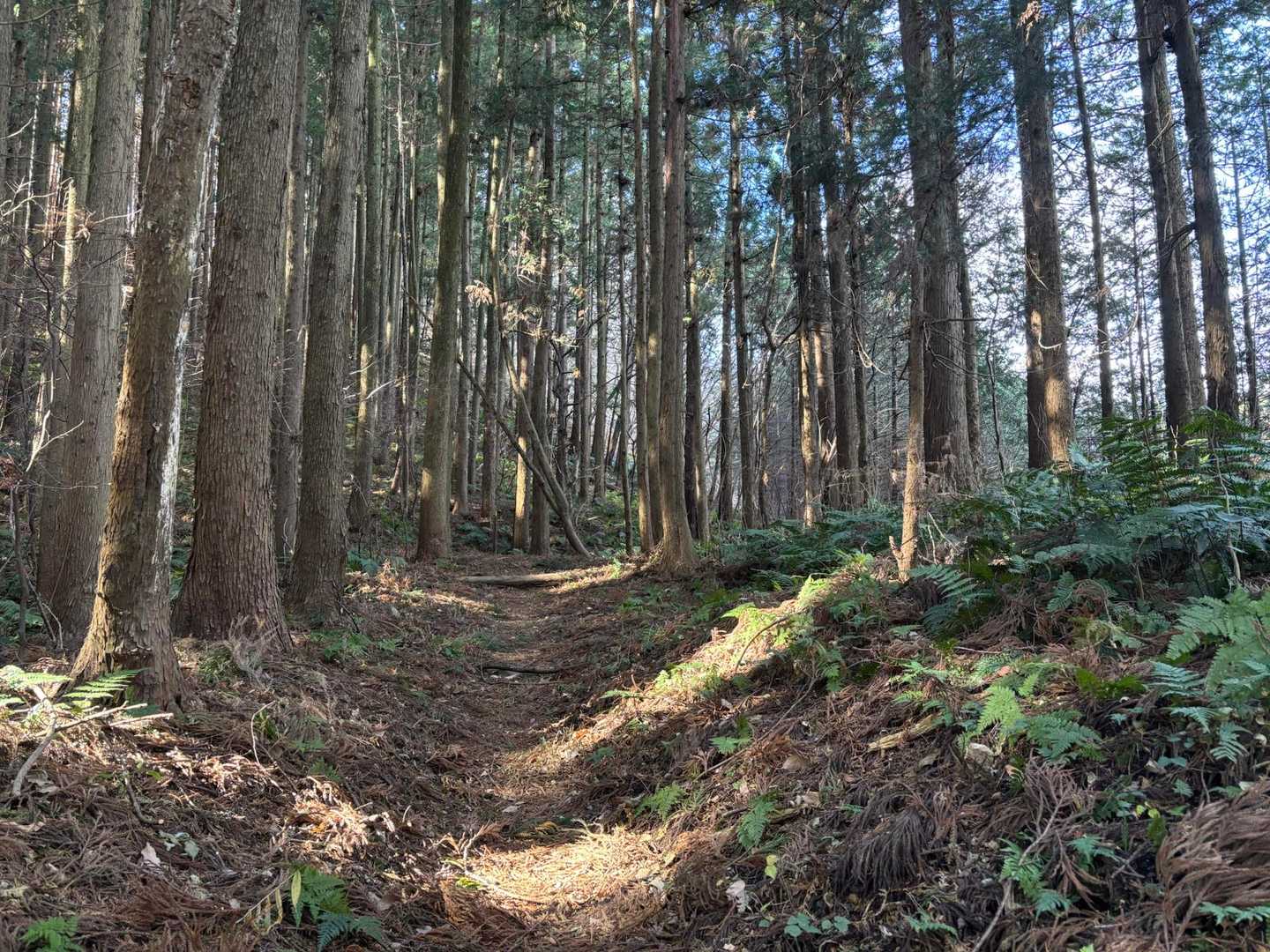 登山道は歩きやすい