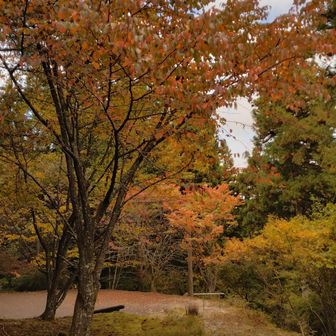 この辺は紅葉になって最高の締めくくりが出来て、ありがとうございました