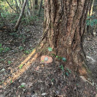 こちらが山頂です