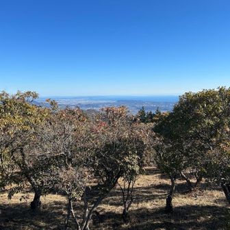 山頂はこの木で囲まれ
何の木だろう？