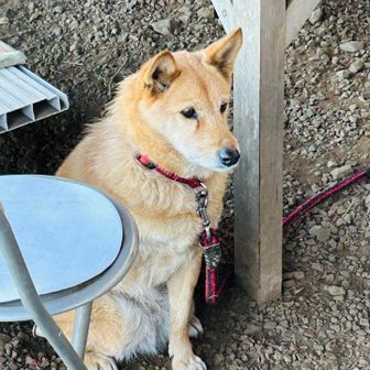 青天狗のわんこ