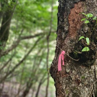 登山口はピンクテープを目印に